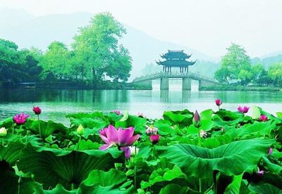 图文:杭州市新西湖旅游区景色--曲院风荷
